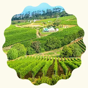 Circuit des châteaux et des vins en Afrique du Sud
